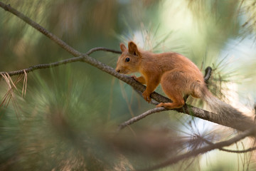 Red squirrel sit on tree branch summer day