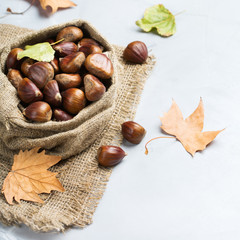 Harvest fall autumn concept. Ripe raw chestnuts in canvas bag