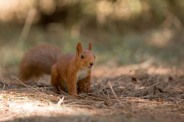 Funny squirrel sit on grass and wait
