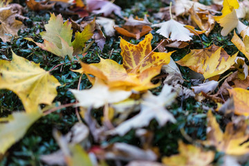 yellow leaf autumn close up view macro laying in meadow