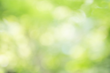 Fototapeta premium abstract blur green color for background,blurred and defocused effect spring concept for design