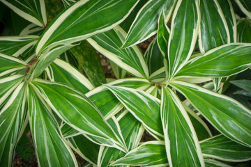 Dark green leaf background
