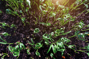 Ipomoea aquatica, Water spinach, Morning glory, Water convolvulus.