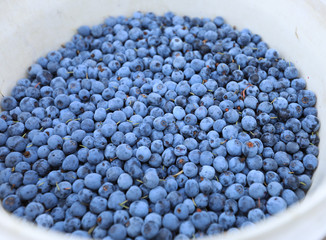 Harvest of fresh blueberries