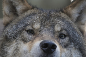 Obraz premium European timber wolf close up portrait