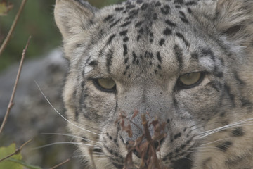 snow leopard close up portrait of face