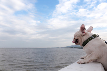 French bulldog is doing excercise at seaside road in the morning.