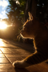 Pretty cat in sunlight