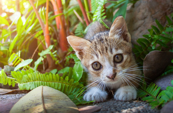 little thai kitten or thai cat playing in home and garden background