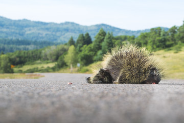 Stachelschwein