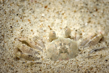 White Ghost Crab disguise on a white sandy beach
