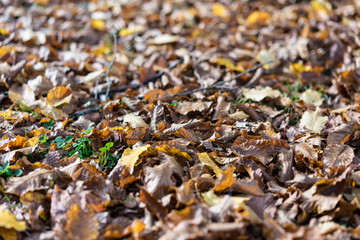autumn leaf close up view brown fallen from tree