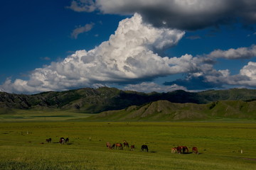 Fototapeta premium In the steppes of the Altai mountains
