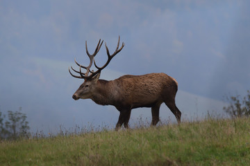 portrait of forest stag during the pairing season