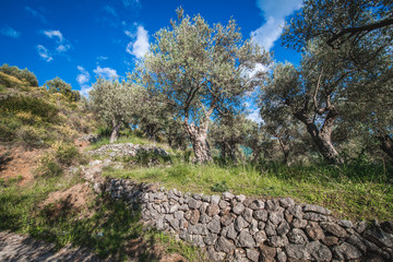 Old olive trees in grove near Bar city in Montenegro