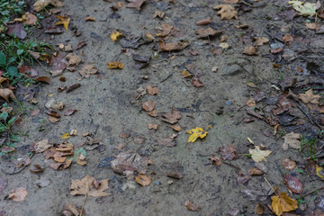 forest dirt road mud with autumn leaf