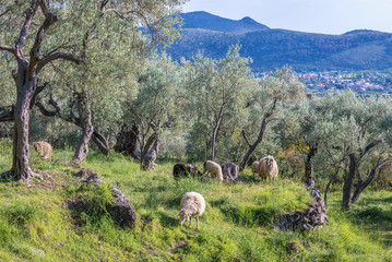 Sheeps in Olive trees plantation near Bar city in Montenegro