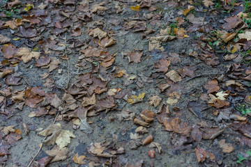 forest dirt road mud with autumn leaf