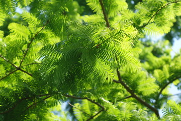 Metasequoia, Mammutbaum Äste 