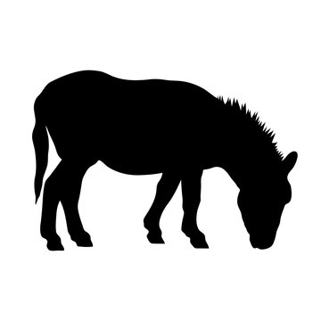 black silhouette of donkey on white background of vector illustration