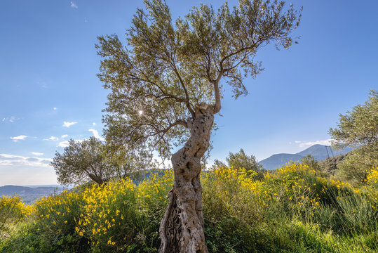 Olive tree near Bar city in Montenegro