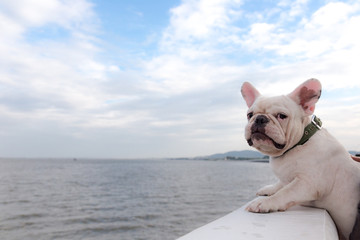 French bulldog is doing excercise at seaside road in the morning.