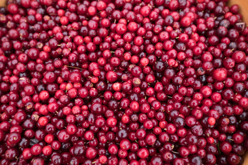 harvest red huckleberry