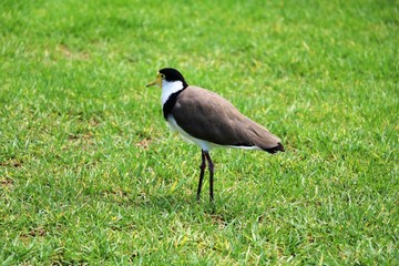 Vanellus miles in Australia