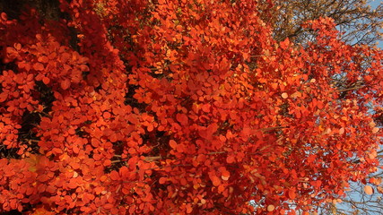 trees in autumn near the Dnieper River.