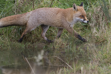 red fox portrait close up and reflection in water