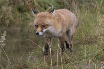 red fox portrait close up and reflection in water