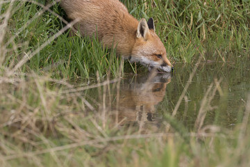 Naklejka na ściany i meble red fox portrait close up and reflection in water