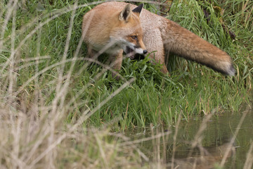 red fox portrait close up and reflection in water