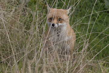 red fox portrait close up and reflection in water