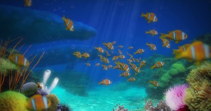 Clownfish and Whales Animation