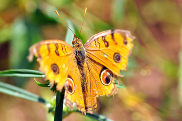 Colorful butterfly feeding in Thailand