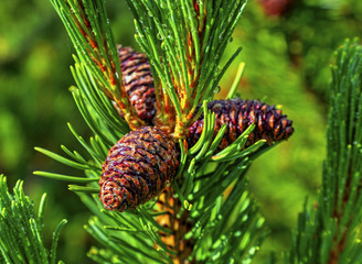 Fresh branch of fir tree with fir cones closeup