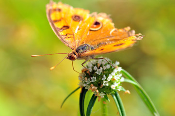 Colorful butterfly feeding in Thailand