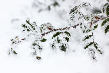 Snow on leaves. Frost. Cold. Winter. Snow. Flowers