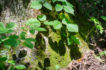 The midday sun peeks through the tree to illuminate the base of on old, mossy tree in the Talladega National Forest in Alabama, USA