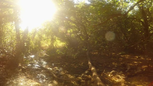 panorama in a dense forest near the ruins of a city in the Lycian Kingdom
