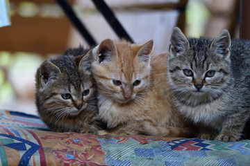 portrait of  small  kitten snuggling together 