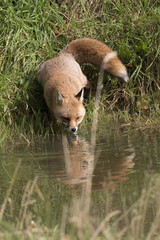 red fox portrait up close and reflection in water