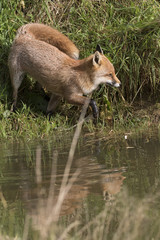 red fox portrait up close and reflection in water