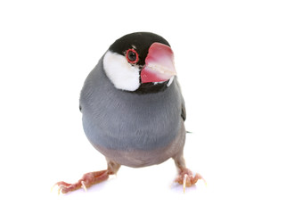 java sparrow in studio