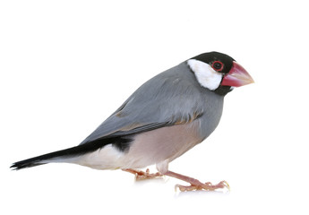 java sparrow in studio