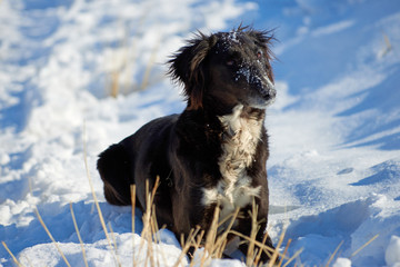 The Tazy, or the Central Asian greyhound, or the Kazakh greyhound, or the Turkmen greyhound, are a breed of hunting dogs. The Tazy is a dog breed from the Central Asian CIS Republics recognized by the