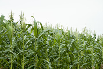 Corn field with mountain backdrop.