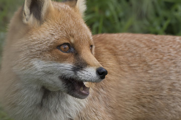 red fox portrait up close and reflection in water