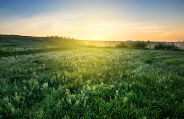 Fototapeta na wymiar Foggy summer morning.Dew in the grass. Countryside landscape.Sunrise.